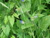 20080525140656-DSCF1840.JPG