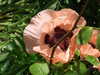 20080614121005-DSCF1895.JPG