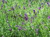 20080614124338-DSCF1907.JPG