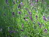 20080614124356-DSCF1908.JPG