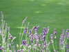 20080614124438-DSCF1909.JPG