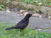 20080614141931-DSCF1912.JPG