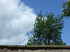 20080614142325-DSCF1914.JPG