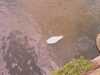 20080614150959-IMAG0054.jpg