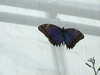 20080614153629-DSCF1936.JPG