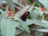 20080614153706-DSCF1937.JPG