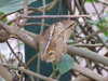 20080614153736-DSCF1938.JPG