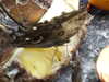 20080614153803-DSCF1940.JPG