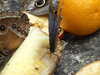 20080614153817-DSCF1941.JPG