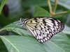 20080614153841-DSCF1942.JPG