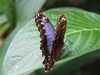 20080614153856-DSCF1943.JPG