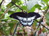20080614153933-DSCF1944.JPG