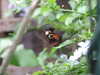 20080614153948-DSCF1945.JPG