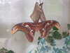 20080614154024-DSCF1946.JPG