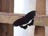 20080614154117-DSCF1947.JPG