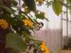 20080614154141-IMAGE_067.jpg