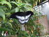 20080614154144-DSCF1949.JPG