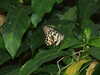 20080614154235-DSCF1953.JPG