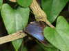 20080614154347-DSCF1956.JPG