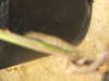 20080614154433-DSCF1957.JPG