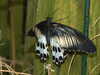 20080614154605-DSCF1961.JPG