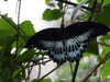 20080614154616-DSCF1962.JPG