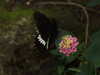 20080614154630-DSCF1963.JPG