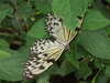 20080614154658-DSCF1964.JPG