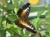 20080614154741-DSCF1965.JPG