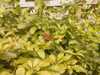 20080614154804-IMAGE_073.jpg