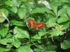 20080614154830-DSCF1966.JPG