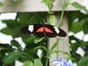 20080614154835-DSCF1967.JPG
