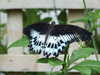 20080614154858-DSCF1969.JPG