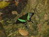 20080614155056-DSCF1973.JPG