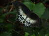 20080614155123-DSCF1974.JPG