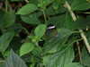 20080614155229-DSCF1976.JPG