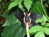 20080614155306-DSCF1977.JPG