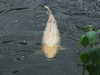20080614155402-DSCF1979.JPG