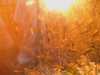 20080614161015-IMAGE_114.jpg