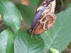20080614161343-DSCF1988.JPG