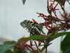 20080614161429-DSCF1989.JPG