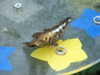 20080614161501-DSCF1990.JPG