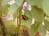 20080614161653-IMAG0122.jpg