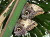 20080614161801-DSCF1997.JPG