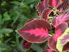 20080614162010-DSCF2003.JPG