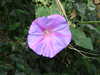 20080614162048-DSCF2006.JPG