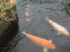 20080614162210-DSCF2011.JPG