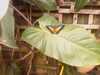 20080614162254-IMAG0125.jpg