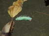 20080614162403-DSCF2019.JPG