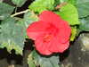 20080614162418-DSCF2021.JPG